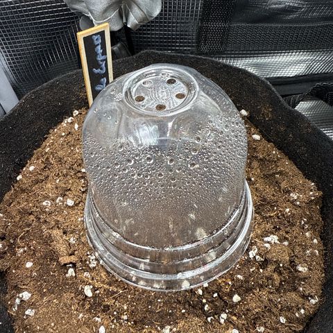 Pineapple Express F1 Automatic growlog timeline photo