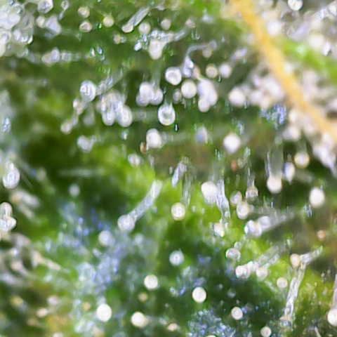 Franziska growlog timeline photo