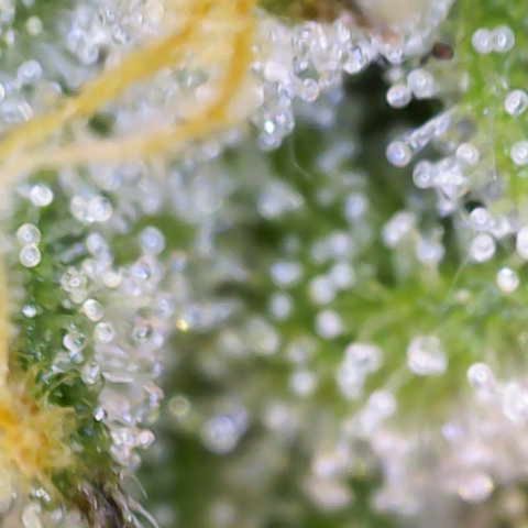 Franziska growlog timeline photo