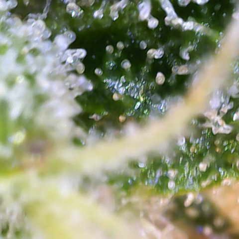 Franziska growlog timeline photo