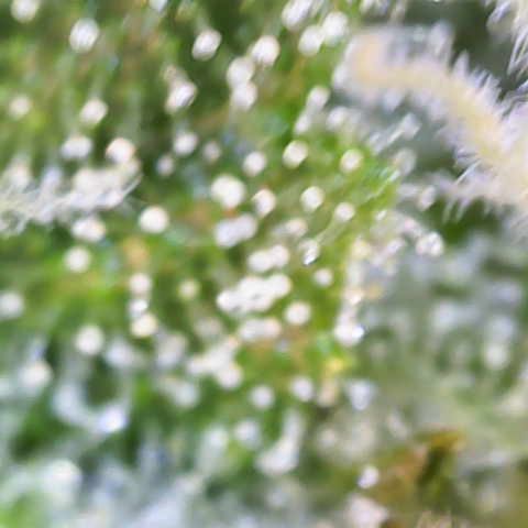 Franziska growlog timeline photo