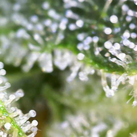 Franziska growlog timeline photo