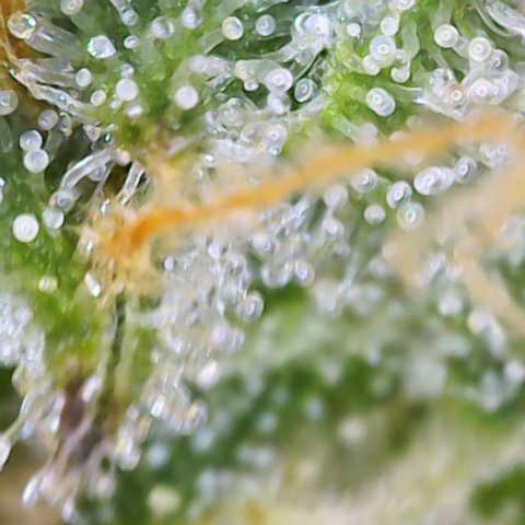 Franziska growlog timeline photo