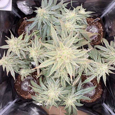 Franziska growlog timeline photo