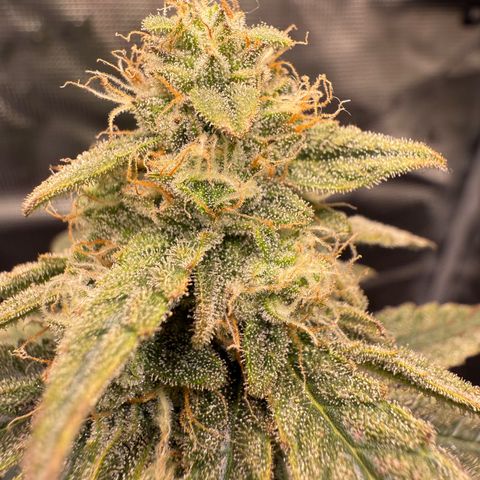Franziska growlog timeline photo
