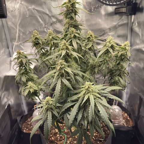 Franziska growlog timeline photo