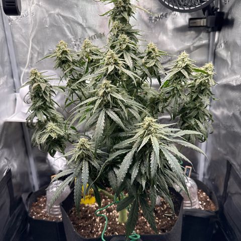 Franziska growlog timeline photo