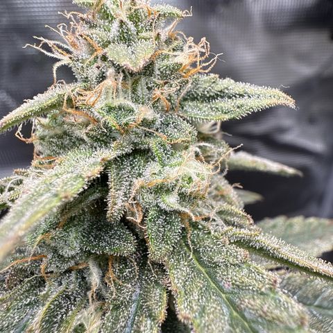 Franziska growlog timeline photo