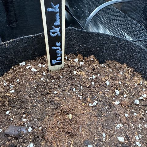 Purple Skunk Automatic growlog timeline photo