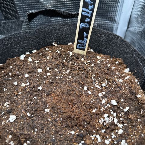 Blue Bullet Automatic growlog timeline photo
