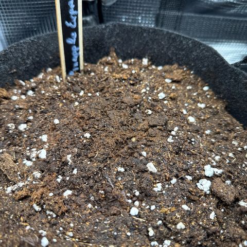 Pineapple Express F1 Automatic growlog timeline photo