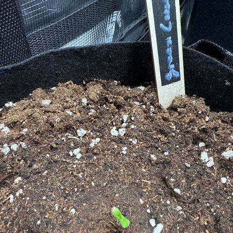 Green Cure CBD F1 Automatic growlog timeline photo