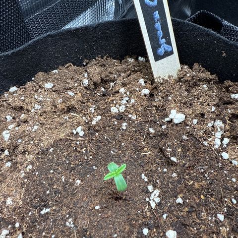 Green Cure CBD F1 Automatic growlog timeline photo