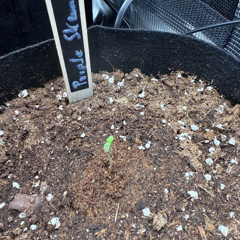 Purple Skunk Automatic growlog timeline photo