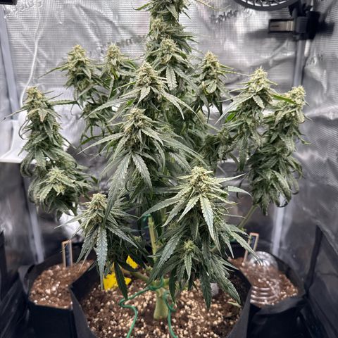 Franziska growlog timeline photo
