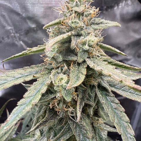 Franziska growlog timeline photo