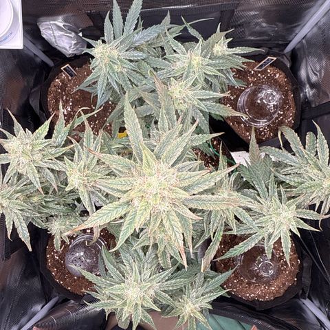 Franziska growlog timeline photo