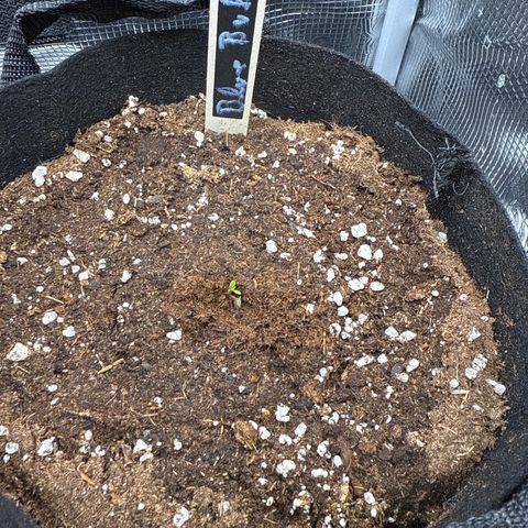 Blue Bullet Automatic growlog timeline photo