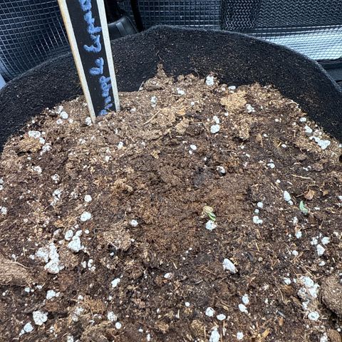 Pineapple Express F1 Automatic growlog timeline photo