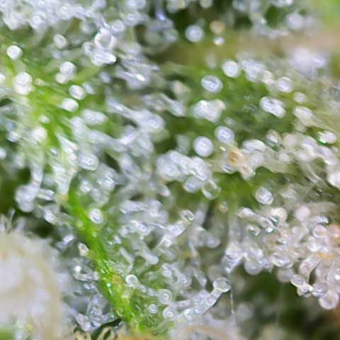 Franziska growlog timeline photo