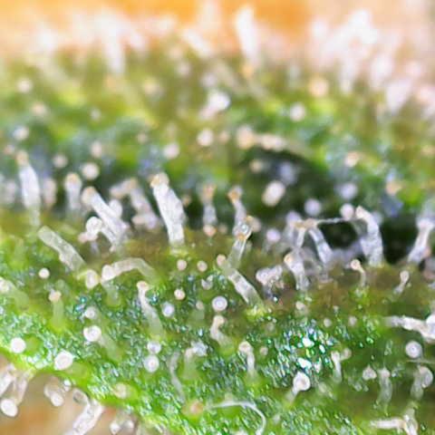 Franziska growlog timeline photo
