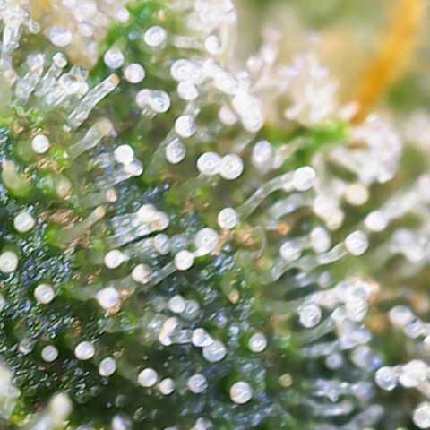 Franziska growlog timeline photo