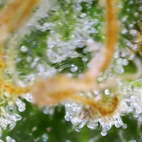 Franziska growlog timeline photo