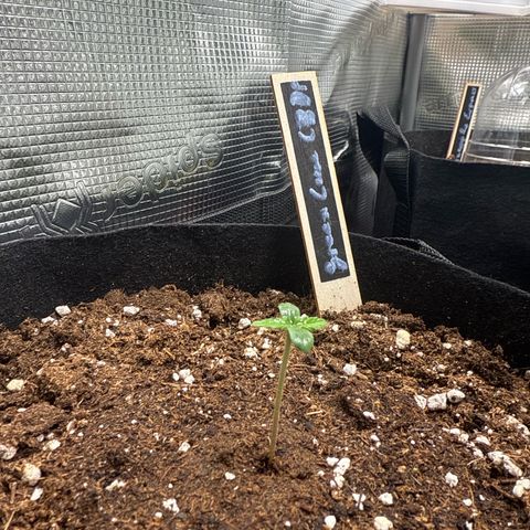 Green Cure CBD F1 Automatic growlog timeline photo