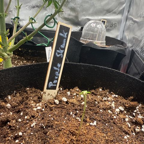Purple Skunk Automatic growlog timeline photo