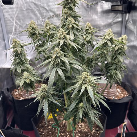 Franziska growlog timeline photo