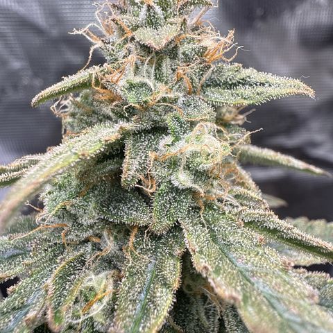 Franziska growlog timeline photo