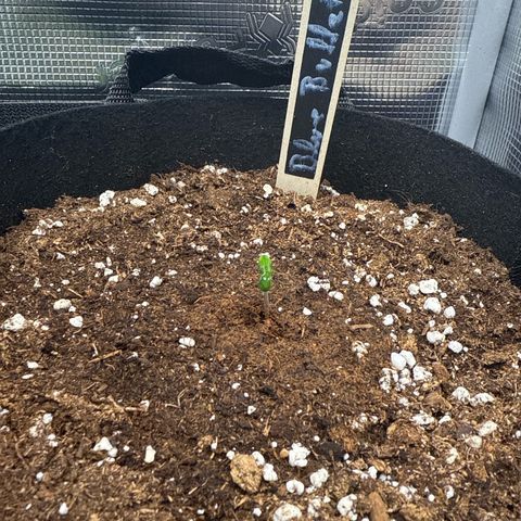 Blue Bullet Automatic growlog timeline photo