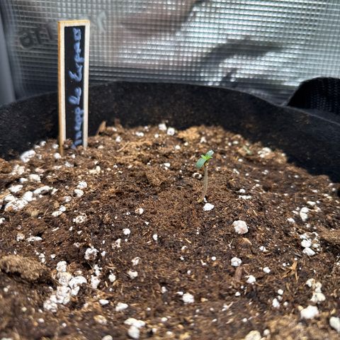 Pineapple Express F1 Automatic growlog timeline photo