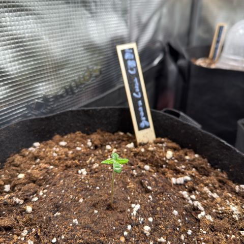 Green Cure CBD F1 Automatic growlog timeline photo