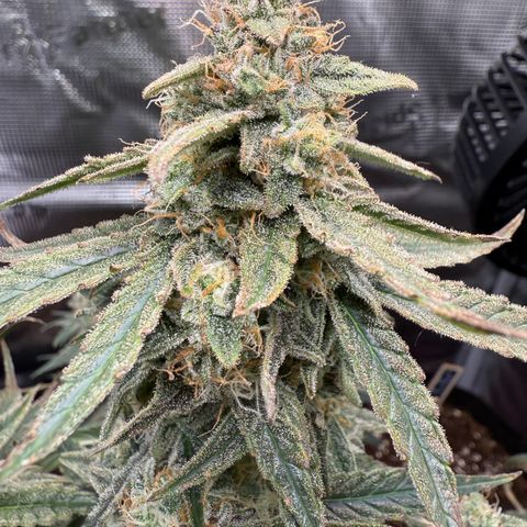 Franziska growlog timeline photo