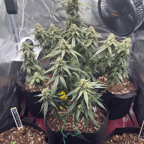 Franziska growlog timeline photo