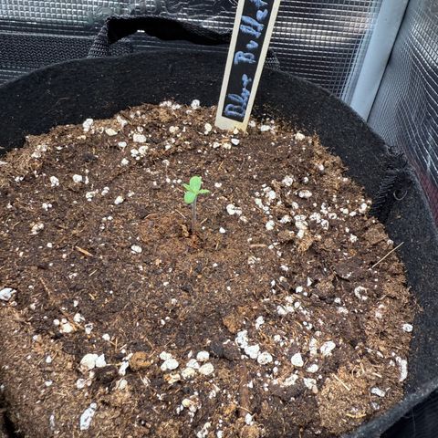 Blue Bullet Automatic growlog timeline photo