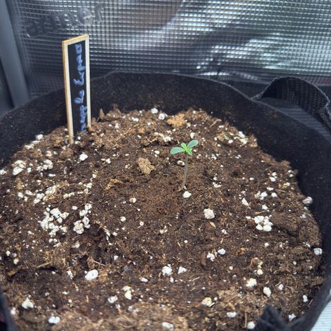 Pineapple Express F1 Automatic growlog timeline photo