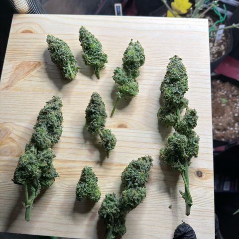 Franziska growlog timeline photo