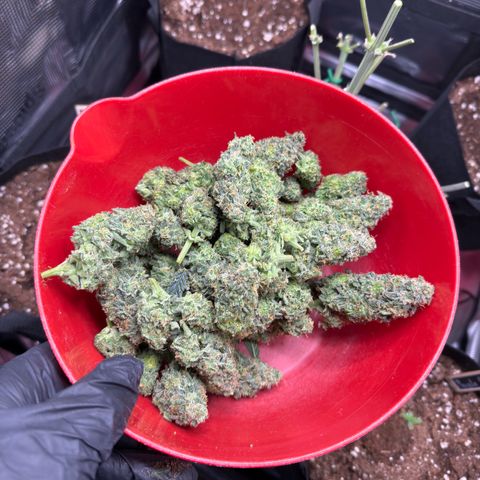 Franziska growlog timeline photo