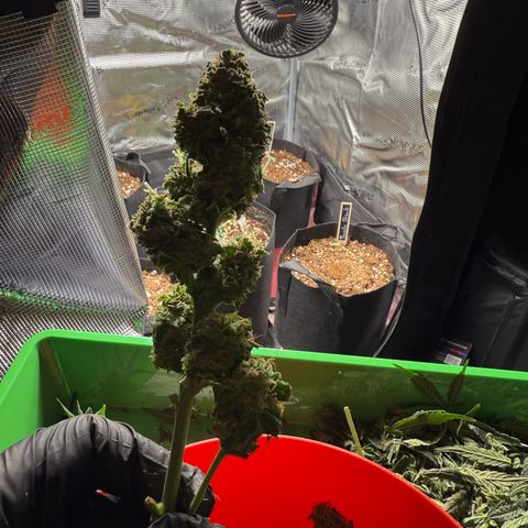 Franziska growlog timeline photo