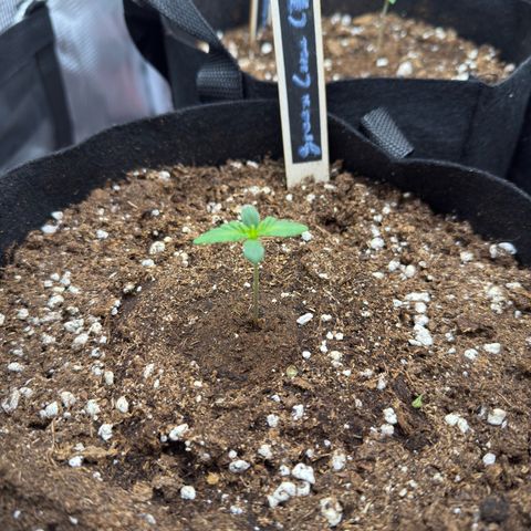 Green Cure CBD F1 Automatic growlog timeline photo