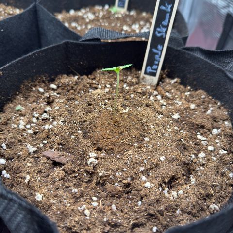Purple Skunk Automatic growlog timeline photo