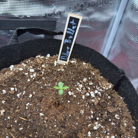 Blue Bullet Automatic growlog timeline photo