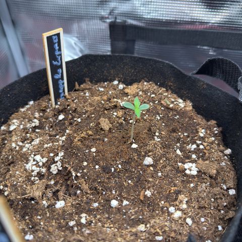 Pineapple Express F1 Automatic growlog timeline photo