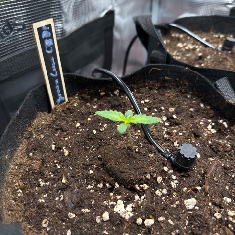 Green Cure CBD F1 Automatic growlog timeline photo