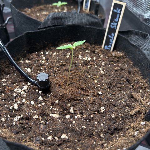 Purple Skunk Automatic growlog timeline photo