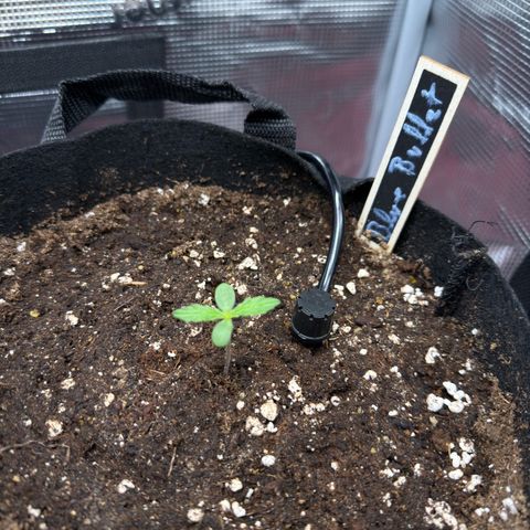 Blue Bullet Automatic growlog timeline photo