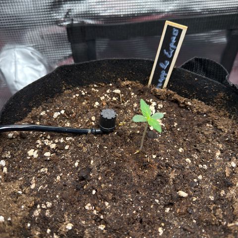 Pineapple Express F1 Automatic growlog timeline photo