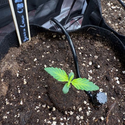 Green Cure CBD F1 Automatic growlog timeline photo